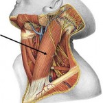 Músculo esternocleidomastoideo: anatomía y función